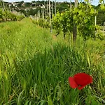 San Rocco * Aramengo