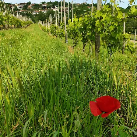 San Rocco * Aramengo