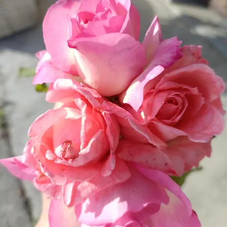 Maison d'hôtes San Rocco *